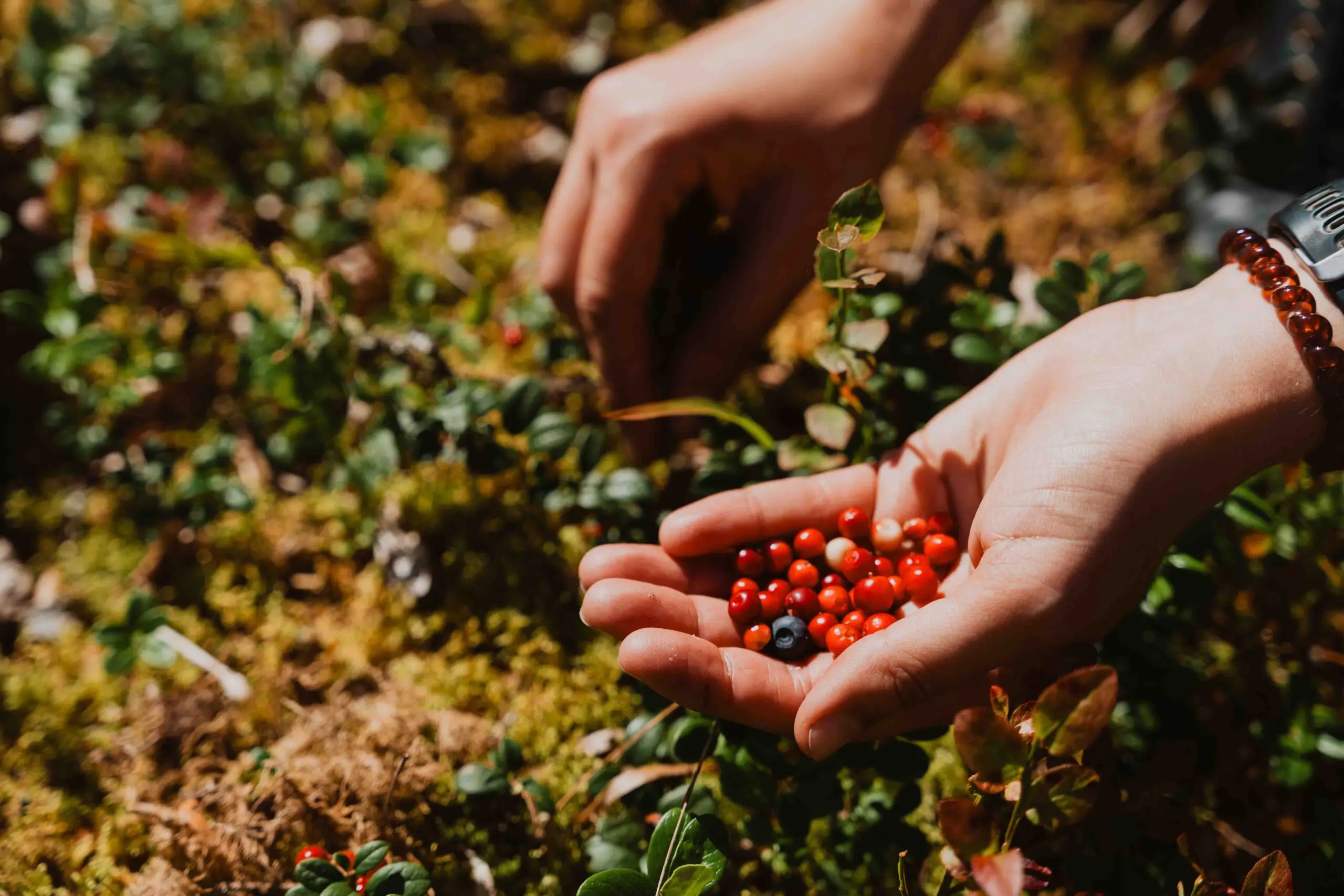 berry picking in sweden